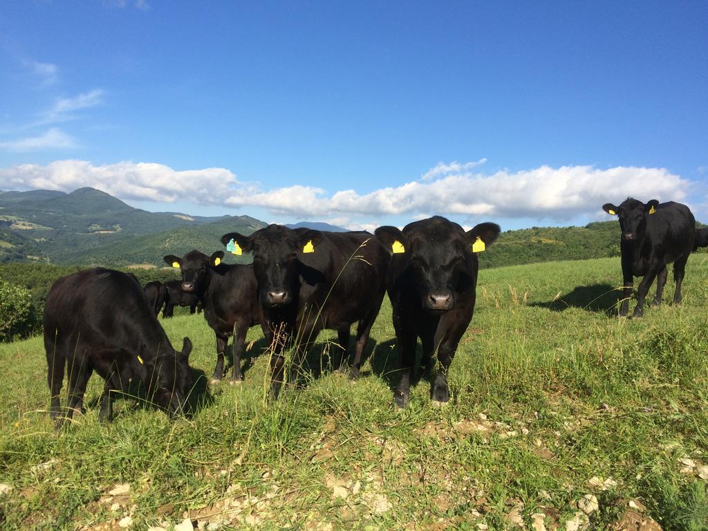 Agriturismo Fontandrone Villa Pieve Santo Stefano Kültér fotó